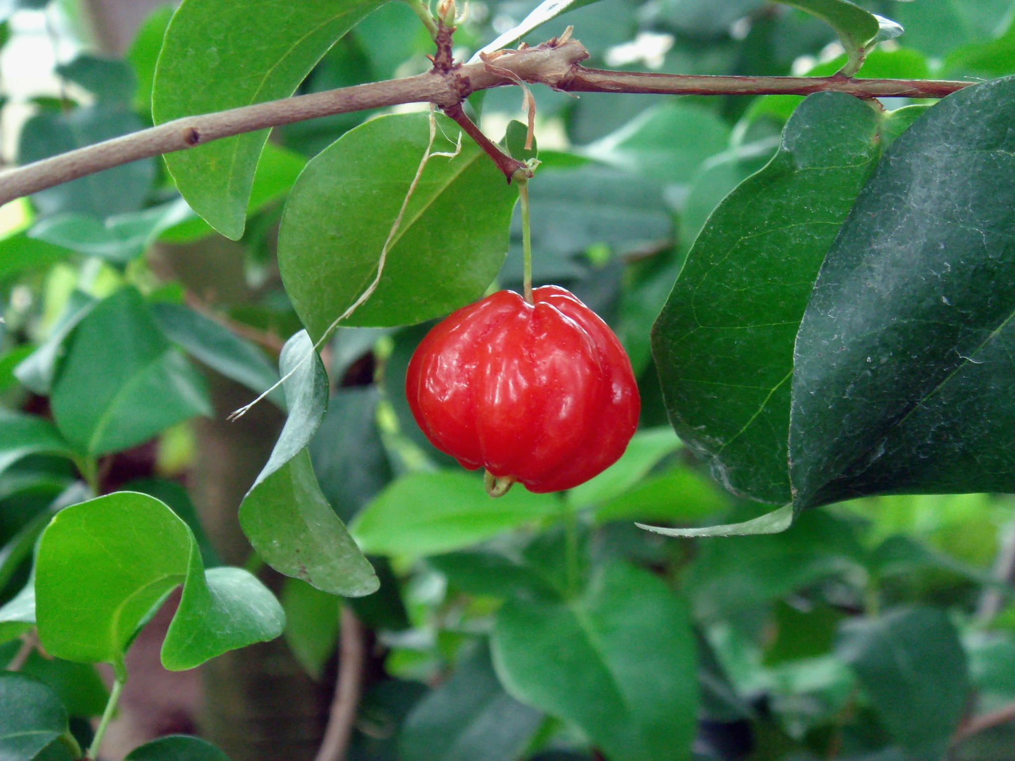 Eugenia Uniflora L